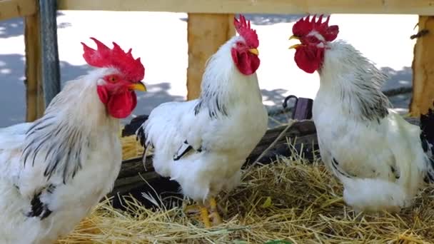 Gallos Blancos Cantando Carruaje Con Paja — Vídeo de stock