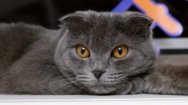 Gri Britanya ile ilgili stenografi kedi ile sarı gözler portre, yakın çekim