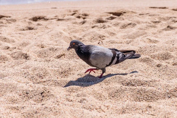 Interessante Piccione Sulla Spiaggia Caccia Cibo Uccellino Cibo Sabbia — Foto Stock