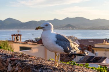 Kayanın üzerinde kalır komik lookig martı. Tarafından gelen vahşi hayvan photoghraphed. Backgrund dağlarında. Şafakta vurdu