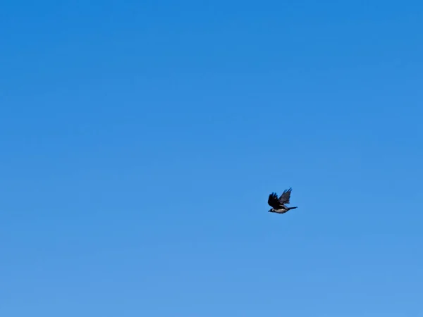 a crow flying over the blue sky background