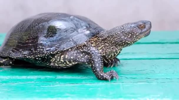 Tartaruga Che Muove Cammina Ramo Verde Nella Giornata Estiva — Video Stock