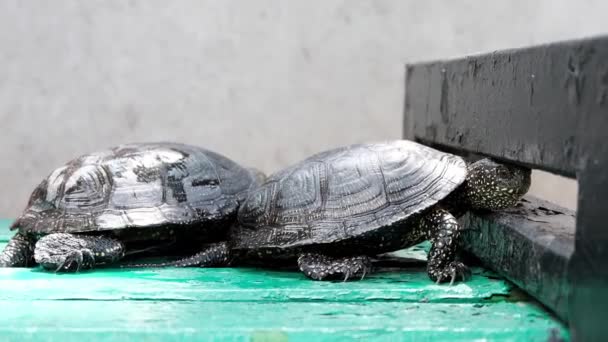 Par Sköldpaddor Flyttar Och Promenader Letar Parning Grön Gren Sommardag — Stockvideo