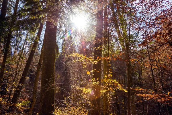 Zon Gloeiende Door Gouden Herfst Bos Bij Daglicht Sinaia Roemenië — Stockfoto