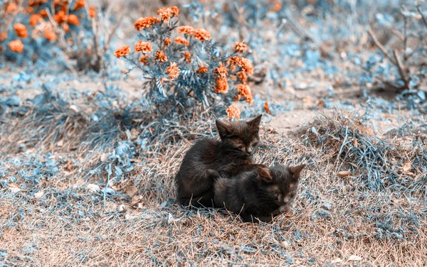 Kitties Bahçede Birbirine Uyuyor Portakal Deniz Mavisi Fotoğraf Tarzı Sonbahar — Stok fotoğraf