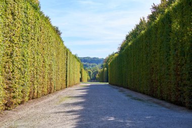 Bahçe, Versailles Sarayı'yla uzun boylu çalılar. Paris, Fransa