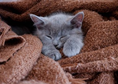 bir küçük Britanya ile ilgili stenografi kedi kahverengi battaniyeye sarılmış yatıyor. Kişinev, Moldova