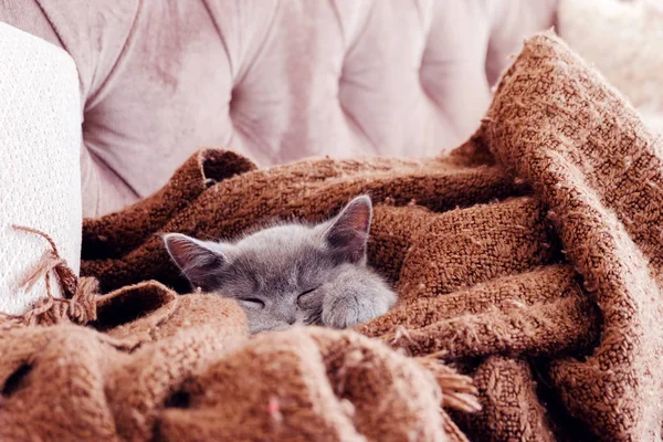 Pequeno Gato Britânico Curta Duração Dorme Envolto Uma Manta Marrom — Fotografia de Stock