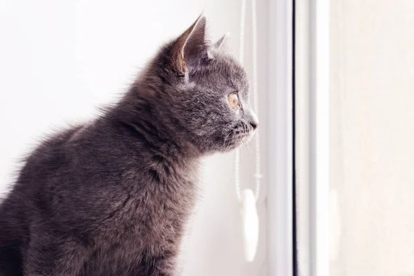a british shorthair cat sits on the window during the day. Chisinau, Moldova
