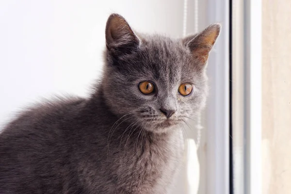 Gato Taquigrafía Británico Sienta Ventana Durante Día Chisinau Moldavia —  Fotos de Stock