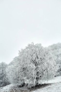 Bucovina donmuş ağacında. Snowy orman arka plan üzerinde. Açık gökyüzü, metin için yer. Romanya güzellikleri