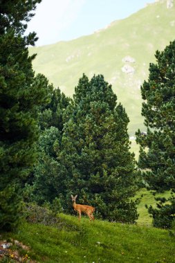 Seceda dağın içinde dişi geyik. Arka plan üzerinde orman ağaçları. İtalya, Dolomites güzellikleri