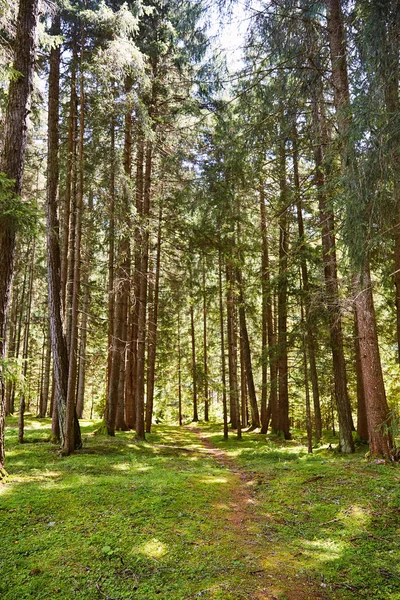 Gün ışığı, Toblach Belediyesi orman yolu. Yeşil çim ve uzun boylu ağaçlar. İtalya
