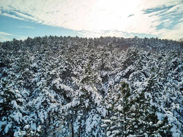 Hava atış Valea Morilor ormanın kış sezonu. Kişinev, Moldova