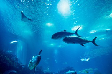 Lizbon 'un ünlü okyanusundaki renkli balıklar. Yakın plan çekim. Portekiz Popüler Turizm Merkezi