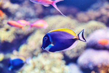 Lizbon 'un ünlü okyanusundaki renkli balıklar. Yakın plan çekim. Portekiz Popüler Turizm Merkezi