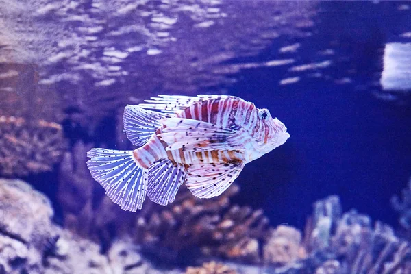 Peixes Coloridos Dentro Famoso Oceanário Lisboa Plano Perto Portugal Atracção — Fotografia de Stock