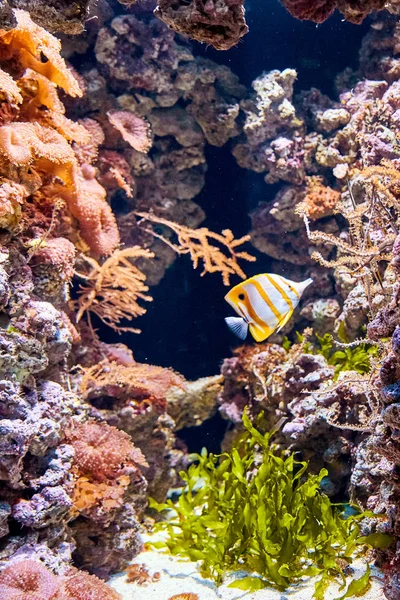 Peces Coloridos Dentro Del Famoso Oceanario Lisbón Primer Plano Tiro — Foto de Stock