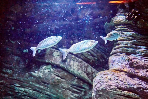 Peixes Coloridos Dentro Famoso Oceanário Lisboa Plano Perto Portugal Atracção — Fotografia de Stock