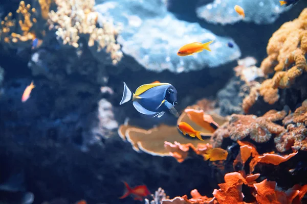 Πολύχρωμα Ψάρια Μέσα Στο Διάσημο Ωκεάνιο Της Λίσμπον Κοντινό Πλάνο — Φωτογραφία Αρχείου