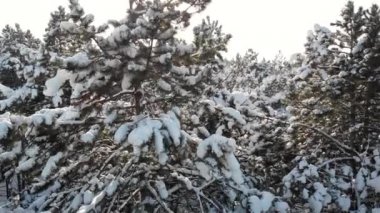 Hava dron görünümünü beyaz Ladin ve köknar ağaçları parlayan güneş, güzel ve muhteşem kış donmuş orman sahne