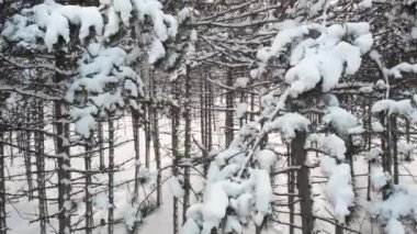 Hava dron görünümünü beyaz Ladin ve köknar ağaçları parlayan güneş, güzel ve muhteşem kış donmuş orman sahne