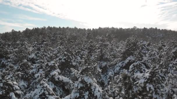 백색가 나무와 전나무 화려한 냉동된 장면에 항공기 — 비디오