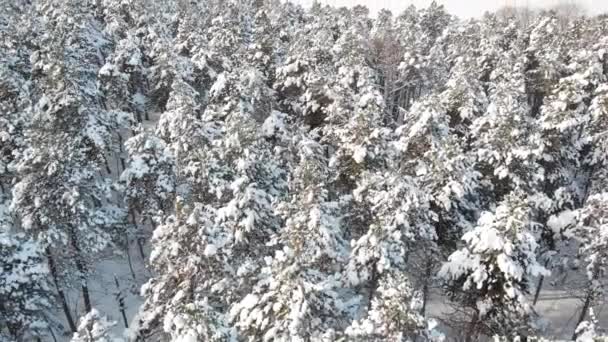 Aerial Drone View White Spruces Fir Trees Glowing Sunlight Picturesque — Stock Video