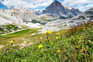 Dandelions Giau geçişte gün ışığından yararlanma büyüyen. Bulutlu gökyüzü arka plan üzerinde. İtalya