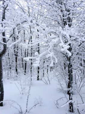 Beyaz orman ağaçları ile karla kaplı. Sinaia, Romanya