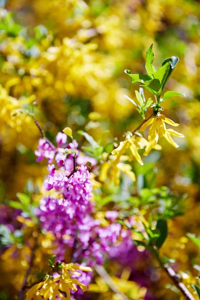 보라색과 노란색 Liliac 꽃입니다 클로즈업 — 스톡 사진