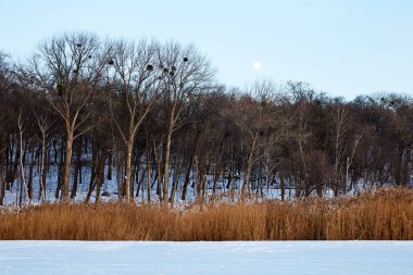 Valea Morilor park gece kış sezonu. Kişinev, Moldova