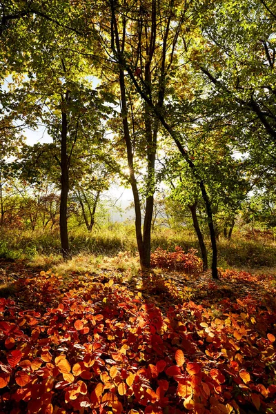 夕日の黄金時間に秋の森 下のビュー モルドバ — ストック写真
