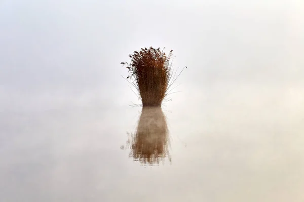 孤独的芦苇灌木生长在湖面上 空的空间 摩尔多瓦基希纳乌 — 图库照片