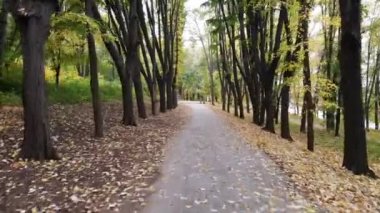 Valea morilor, Kişinev, moldova yeşil ağaçlar ile orman yolu havadan uçak görünümünü