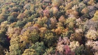 Sonbahar orman Moldova hava dron görünümü