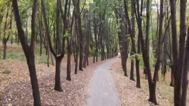 Воздушный Беспилотник Видом Лесную Дорогу Зелеными Деревьями Valea Morilor Кишинев — стоковое видео