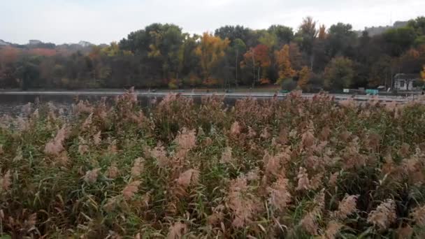 Veduta Aerea Drone Valea Morilor Parco Lago Con Canna Chisinau — Video Stock