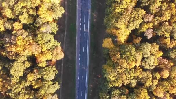Pandangan Pesawat Tanpa Awak Dari Jalan Dengan Mobil Dan Hutan — Stok Video
