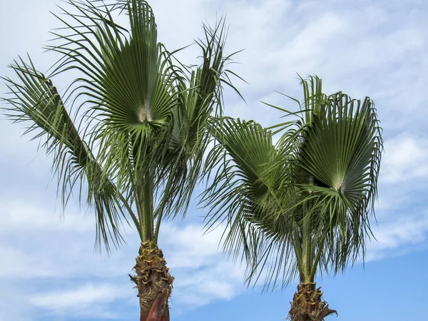Пальмы Пляже Солнечный День Облаками Голубым Небом Экзотические Природные Аттракции — стоковое фото