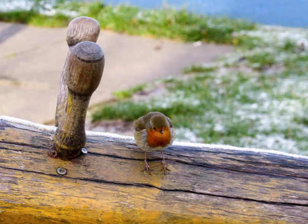 Un pequeño pájaro petirrojo europeo —  Fotos de Stock