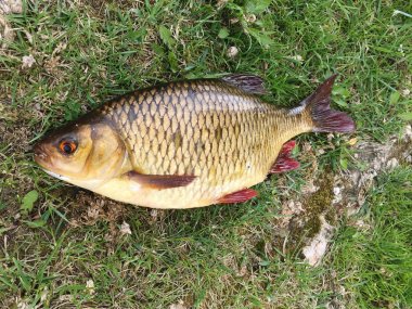 Dunai Delta'da sazan balığı