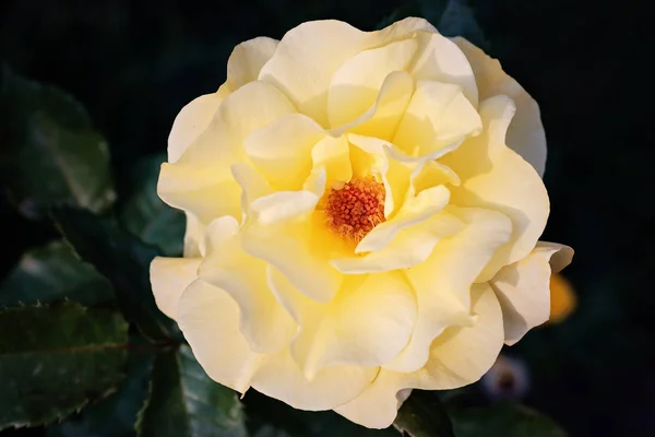 Rosa amarilla con pétalos grandes —  Fotos de Stock