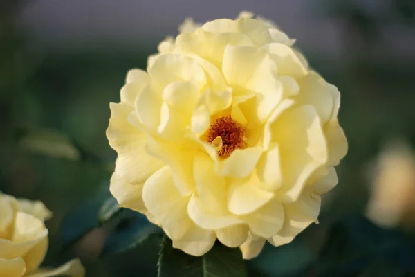 黄玫瑰花与大花瓣 — 图库照片