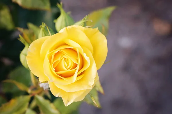 Rosa amarilla con pétalos grandes —  Fotos de Stock