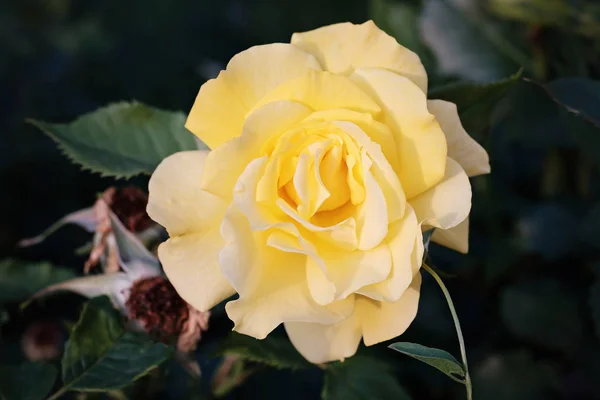 黄玫瑰花与大花瓣 — 图库照片