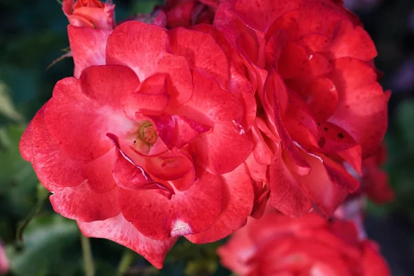 배경 흐리게와 붉은 꽃 — 스톡 사진