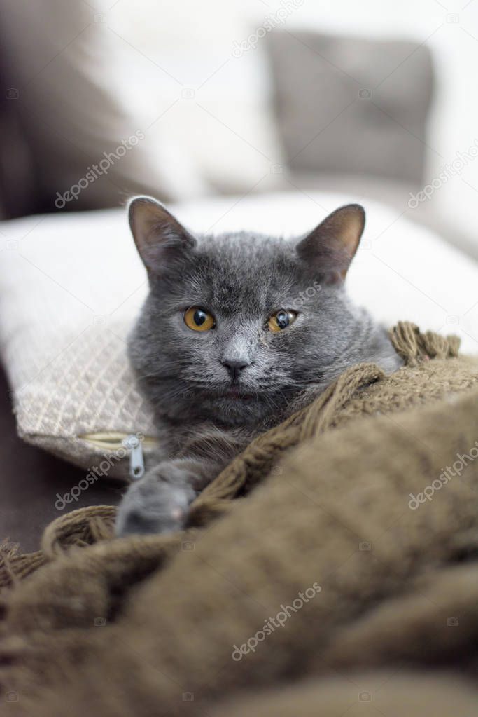a British shorthair cat is lying on the bed