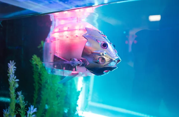 Um robô de peixe em um aquário — Fotografia de Stock