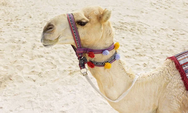 Camel na plaży w Dubaju — Zdjęcie stockowe